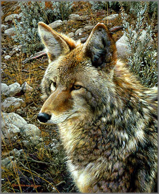 (image for) Handmade Oil painting for home canvas, oil painting framed canvas for living room Carl Brenders paintings Natural Suvivor-Coyote